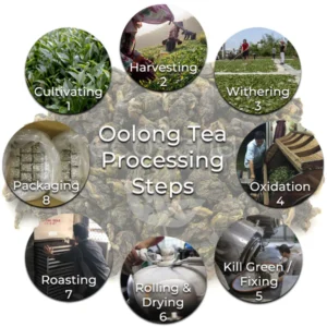 How Oolong Tea is Made in Taiwan Overview 4017792b 4194 4663 b2b8 286db7784a6b grande How_Oolong_Tea_is_Made