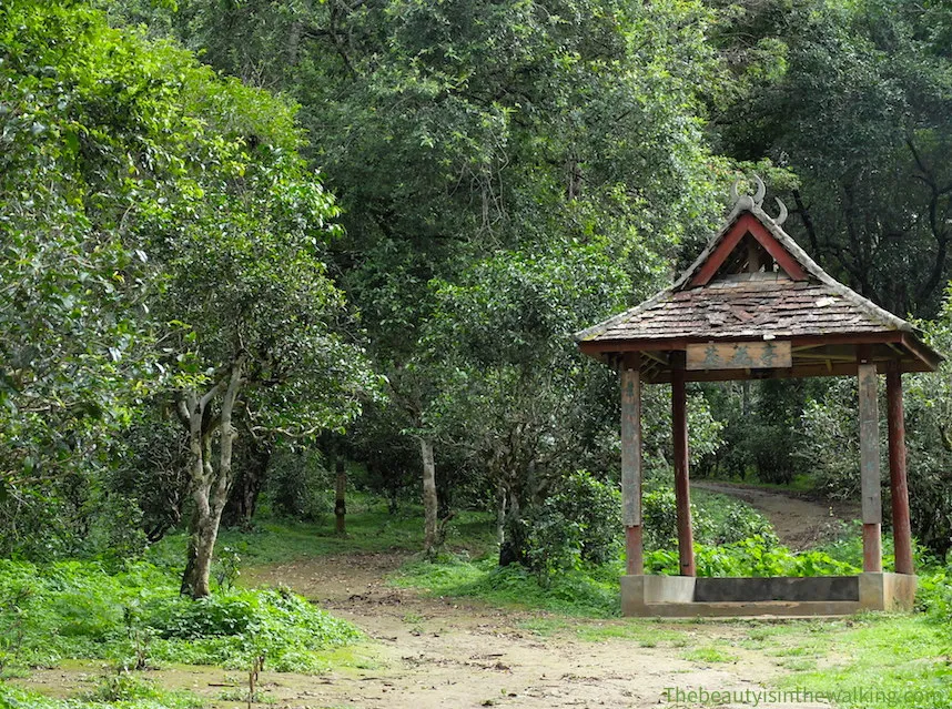 Jing Mai Shan Une You are currently viewing Η Επαρχία Yunnan