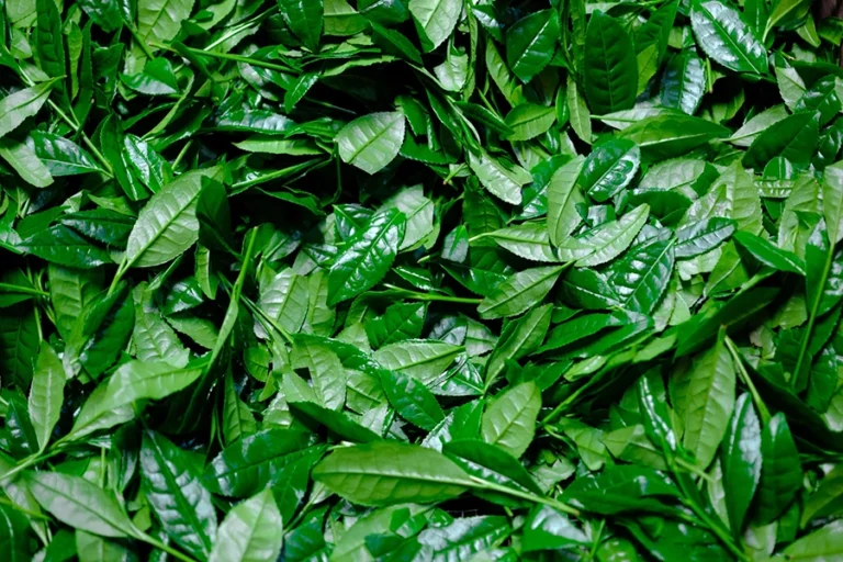 Read more about the article Ένα εκπληκτικό όφελος για την υγεία από το Τσάι